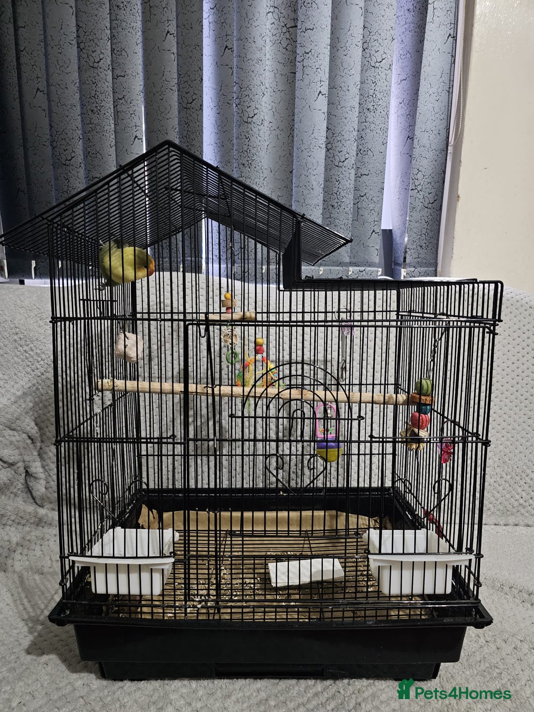 Lovebirds birds for sale: Lovebird - Advert 2