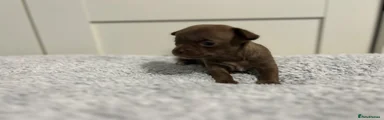 Chihuahua 3