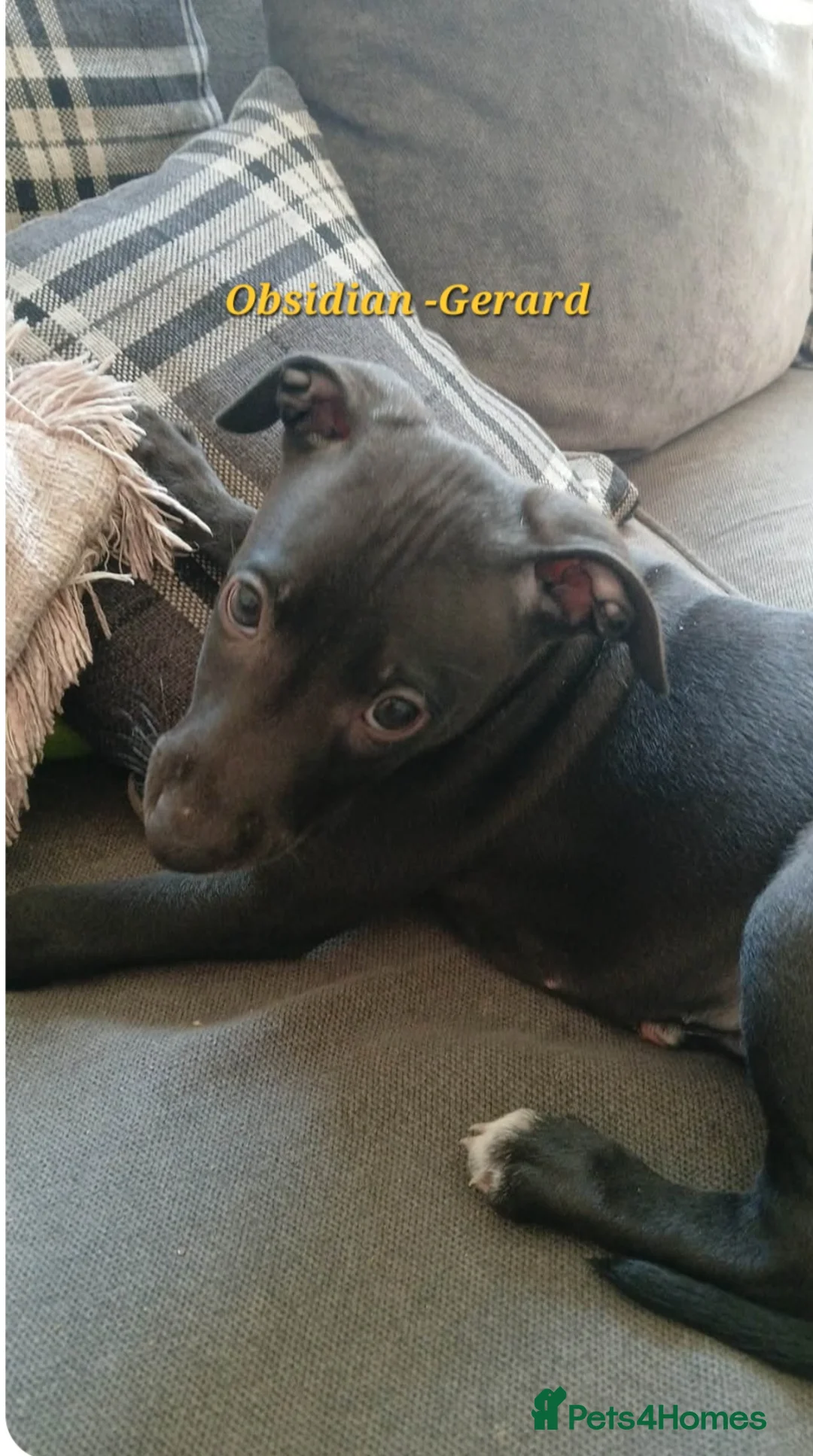 Italian Greyhound dogs for sale: Italian greyhound x whippet - Advert 2