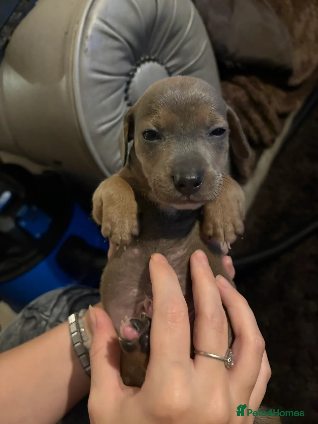 Mixed Breed dogs for sale: Staffy X mini Dachshund  - Advert 2