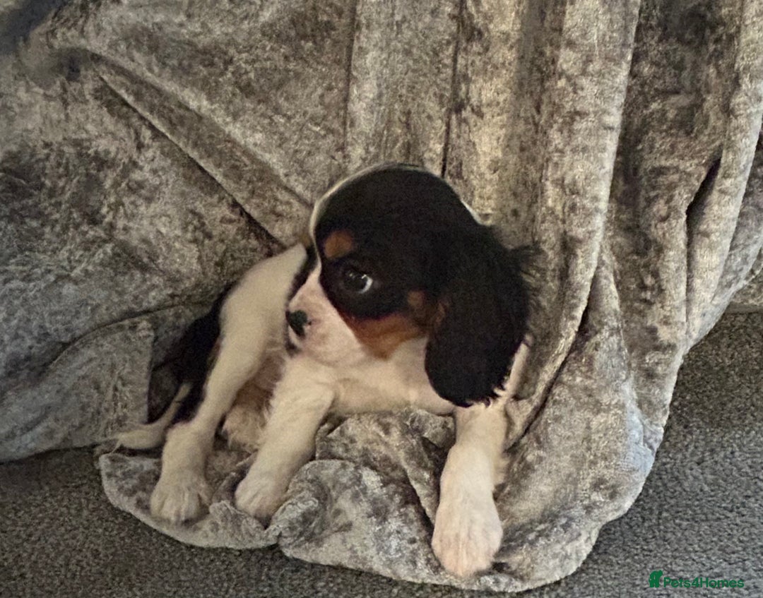 Cavalier King Charles Spaniel dogs for sale: Stunning King Charles cavalier puppies  - Advert 6