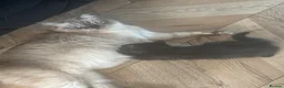 Ragdoll cats for sale: Mixed breed ragdoll kittens  - Advert 5