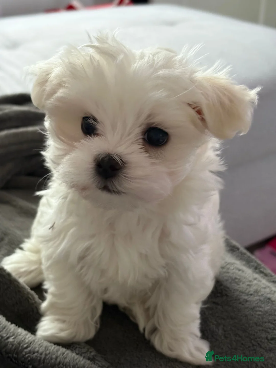 Maltese dogs for sale: Maltese puppies - Advert 6