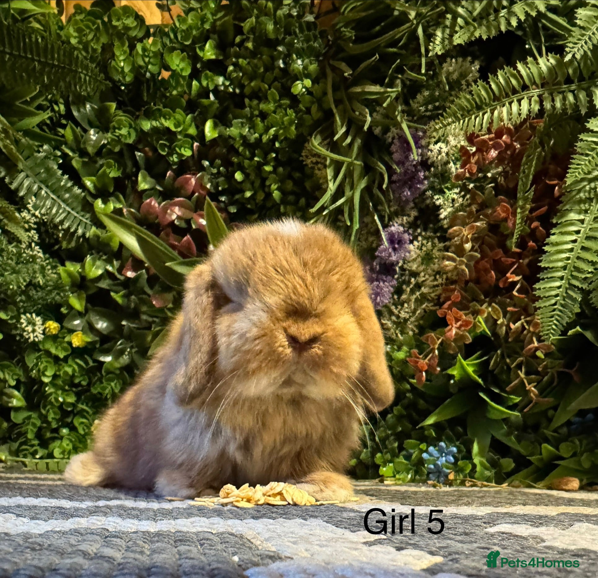 Mini Lop rabbits 🐰MINI LOPS AVAILABLE TO RESERVE🐰 - Advert 1
