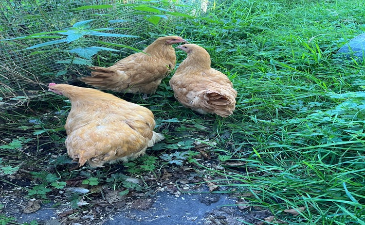 Chickens poultry - Advert 4