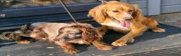 Cocker Spaniel dogs for sale: Cocker spaniel pups - Advert 27