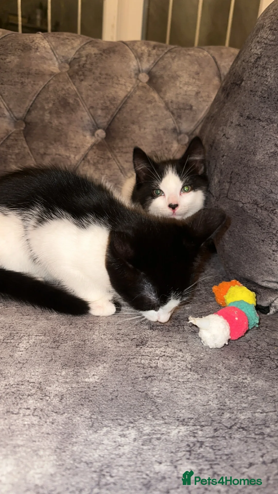 British Shorthair cats for sale: 2 lovely black and white shorthairs - Advert 32