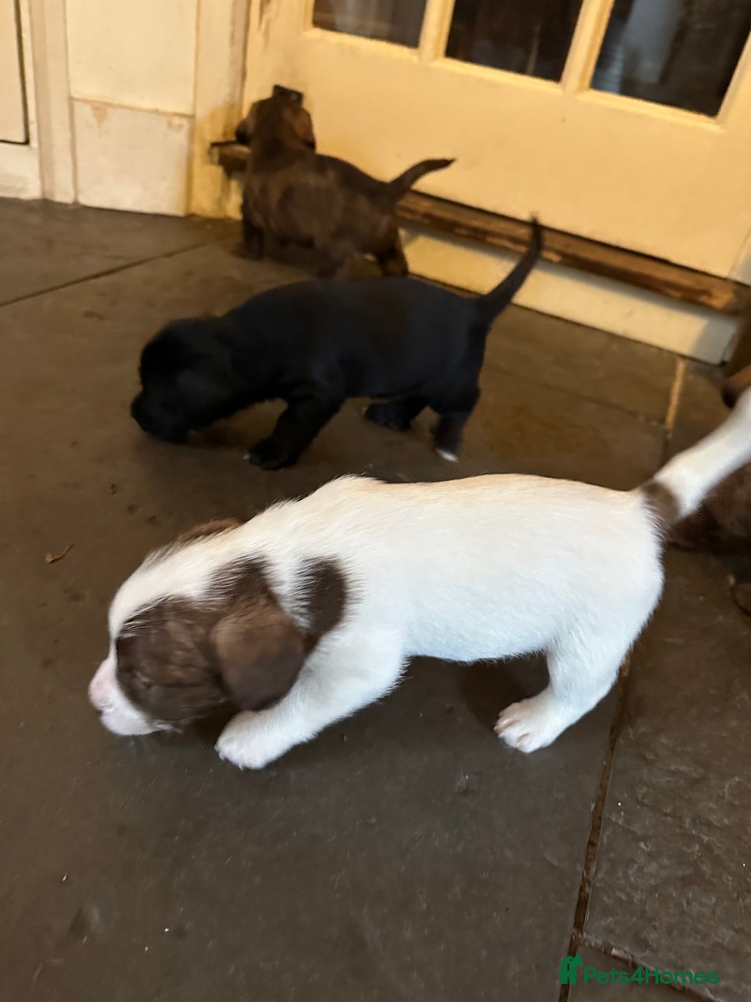 Mixed Breed dogs for sale: SpanielX x Jack Russell - Advert 5