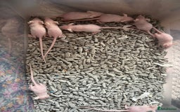 Mouse rodents for sale: Hairless/fuzzy mice, 2 boys left ready now - Image 2