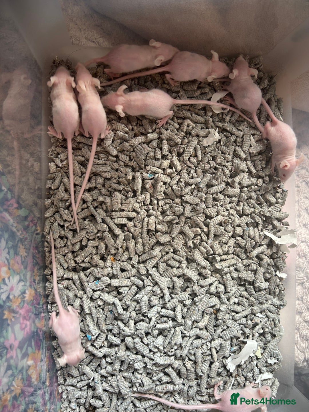 Mouse rodents for sale: Hairless/fuzzy mice, 2 boys left ready now - Image 2