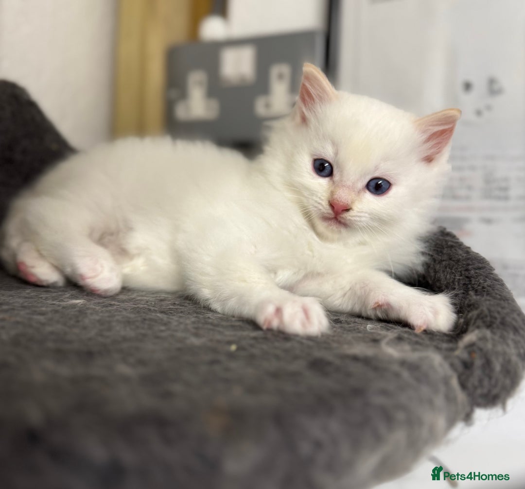 Ragdoll cats for sale: DNA tested Ragdolls - Advert 17