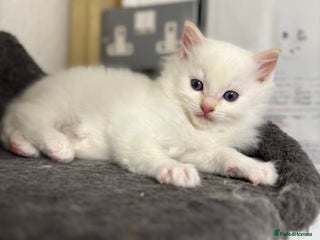 Ragdoll cats DNA tested Ragdoll Kittens - Advert 1