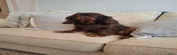 Cavalier King Charles Spaniel dogs for sale: Kc reg spayed females, 3 and 4 years old - Advert 5