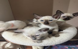 Siamese cats for sale: 5 affectionate adorable Siamese kittens ready now - Image 12
