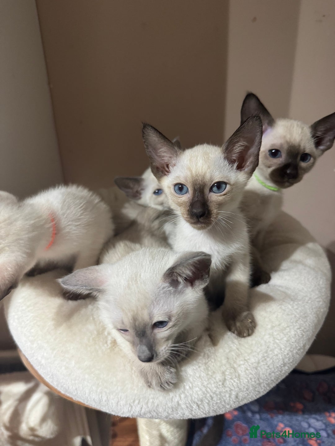 Siamese cats for sale: 5 affectionate adorable Siamese kittens ready now - Image 12