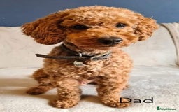 Cavapoochon dogs for sale: 🐾 Adorable F1b Cavapoochon Puppies- Ready Soon!🐾 - Image 12