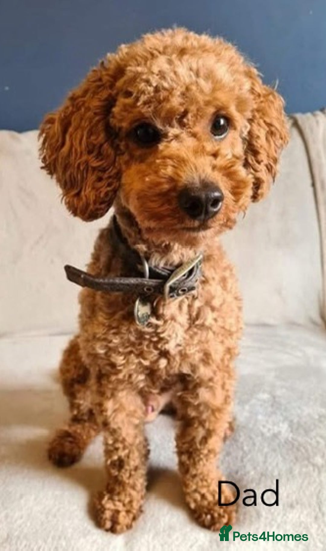 Cavapoochon dogs for sale: 🐾 Adorable F1b Cavapoochon Puppies- Ready Soon!🐾 - Image 12