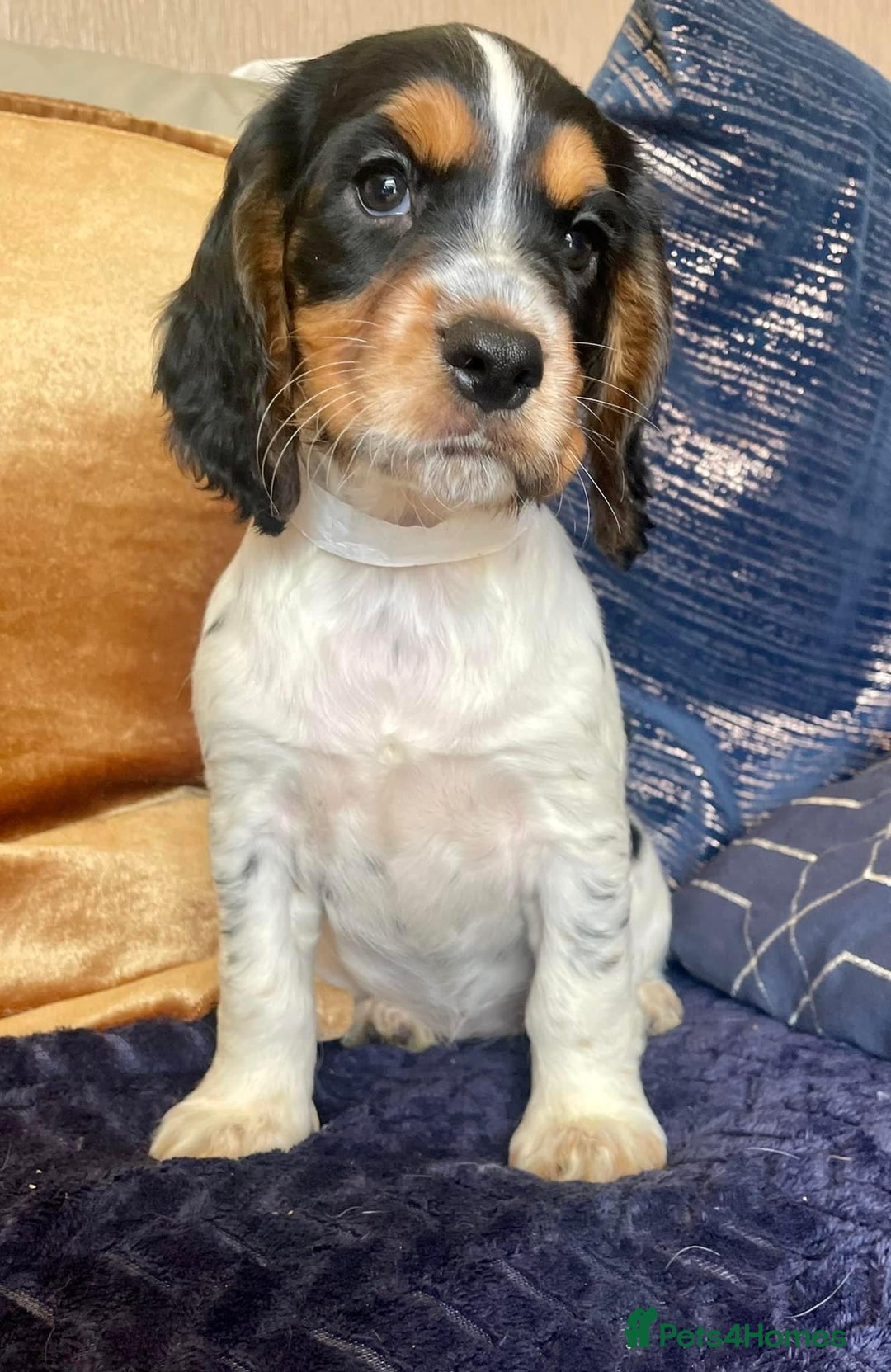 Cocker Spaniel dogs for stud: 🔥🔥WORKING ROAN COCKER STUD🔥🔥 in Gateshead - Advert 12