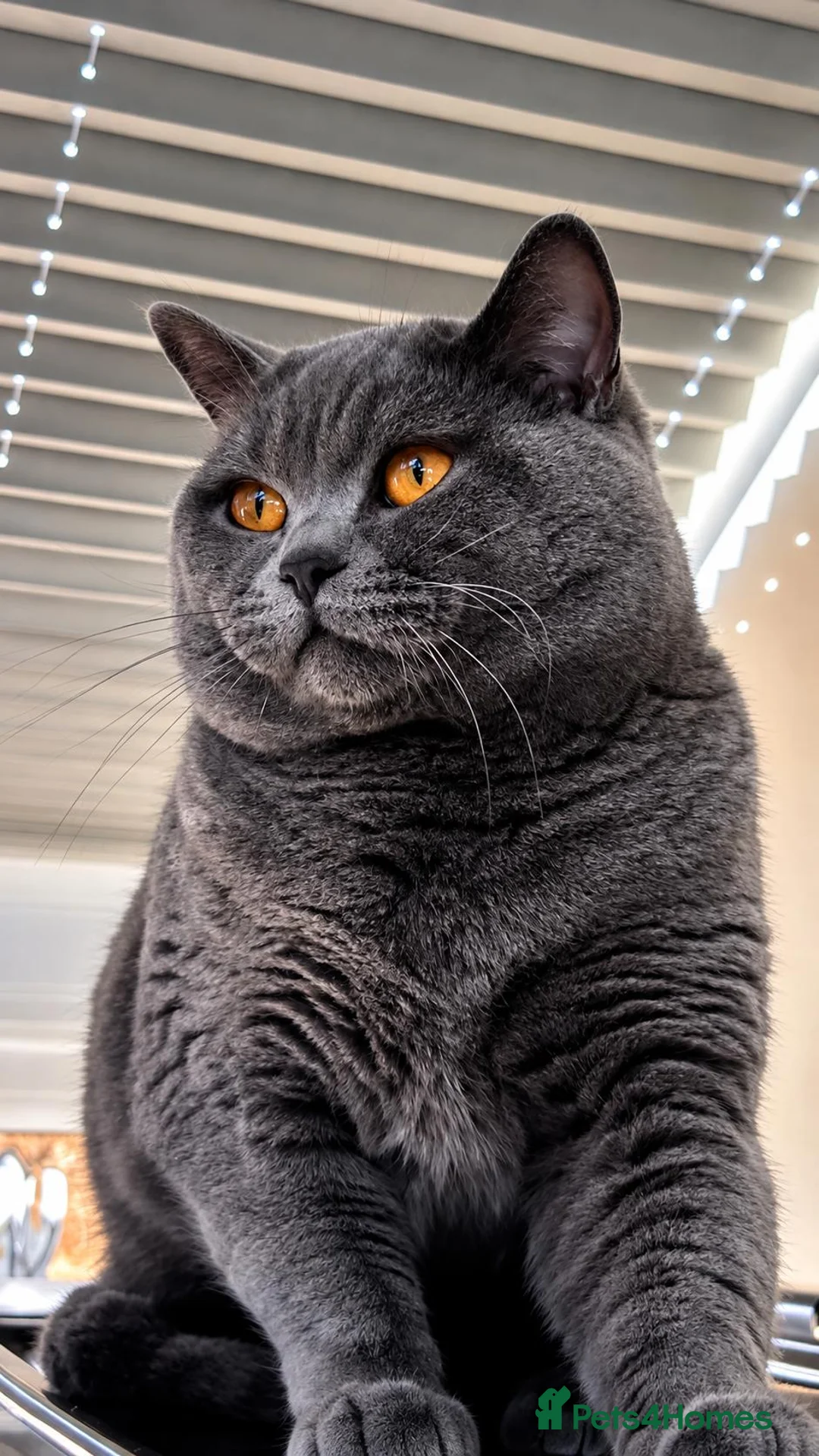 British Shorthair cats for stud: 🐾 LEO – GCCF ACTIVE REGISTERED STUD 🐾 - Advert 2