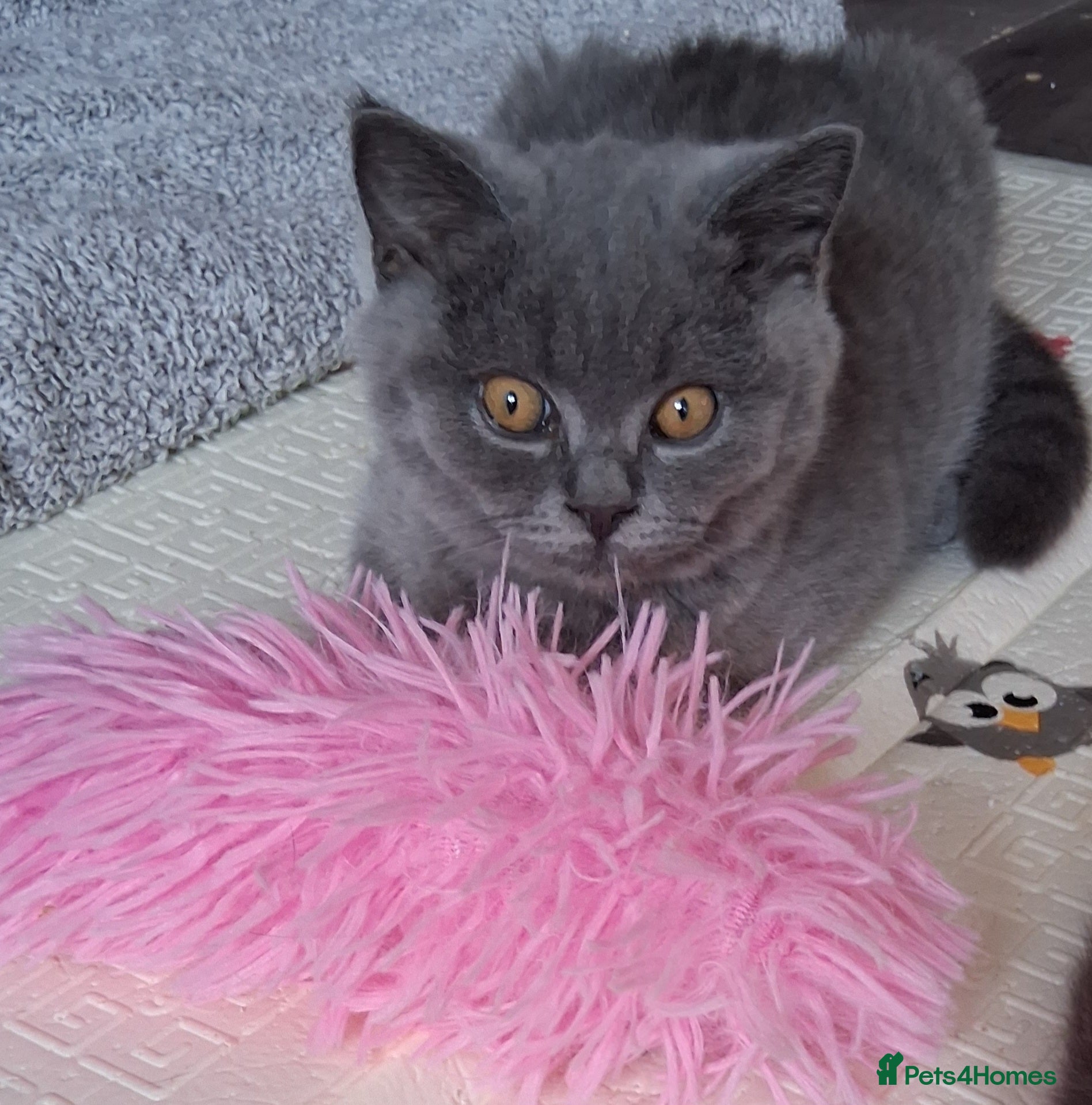 British Shorthair cats for sale:  BRITISH SHORTHAIR in Salford - Advert 5