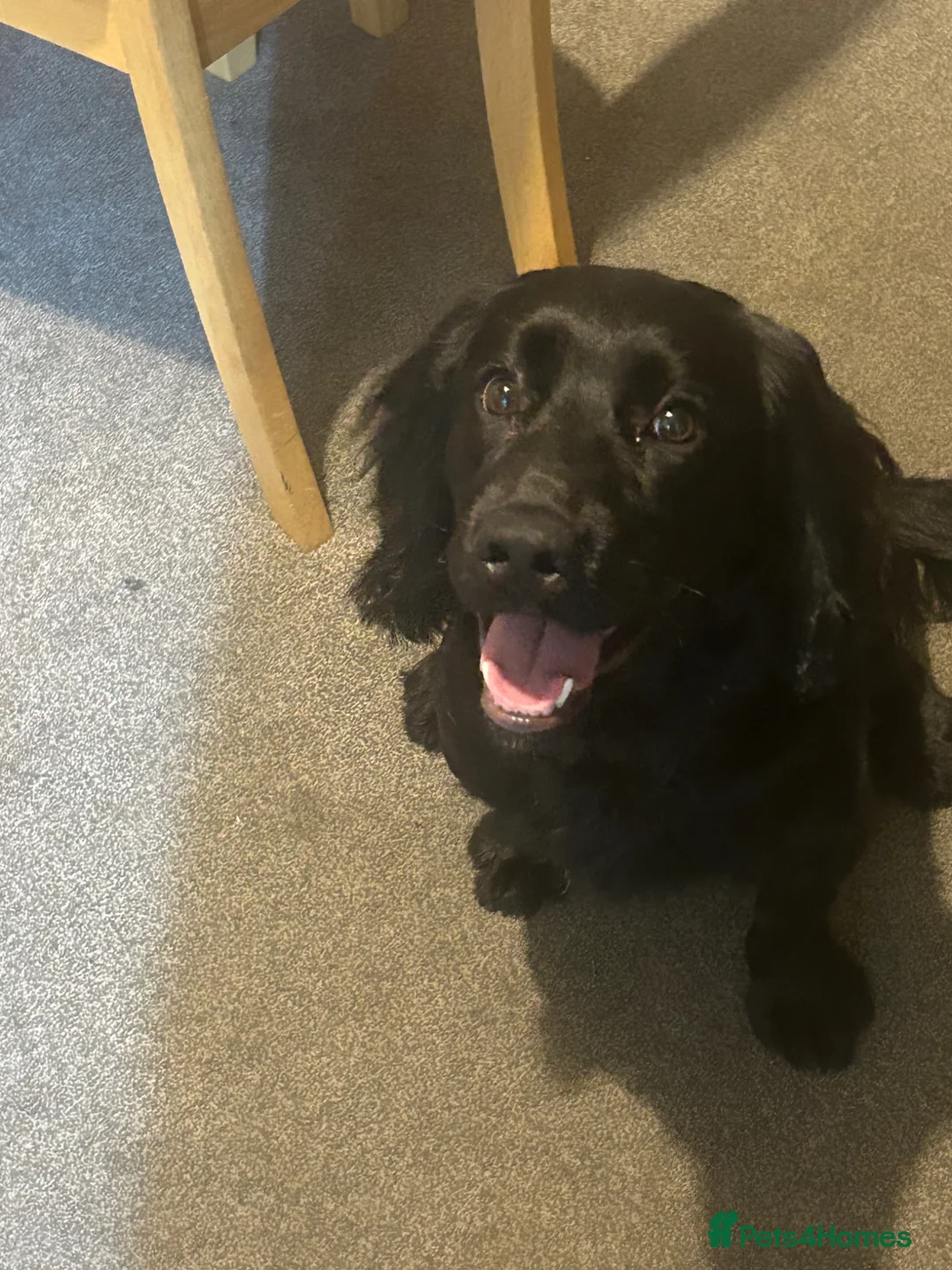 Cocker Spaniel dogs for sale: Working cocker spaniel  in Liversedge - Advert 2