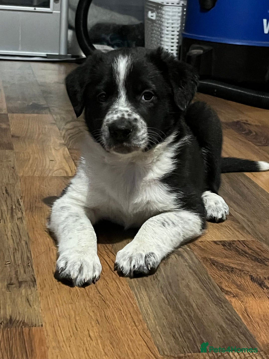 Border Collie dogs for sale: Last gorgeous boy available  - Image 1