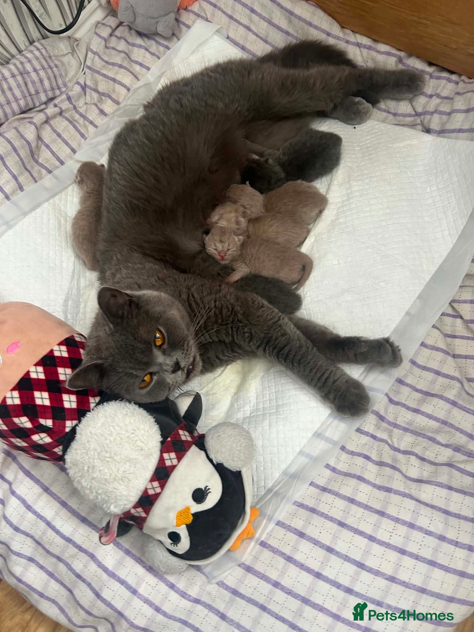 British Shorthair cats Selling british short hair kittens - Advert 11