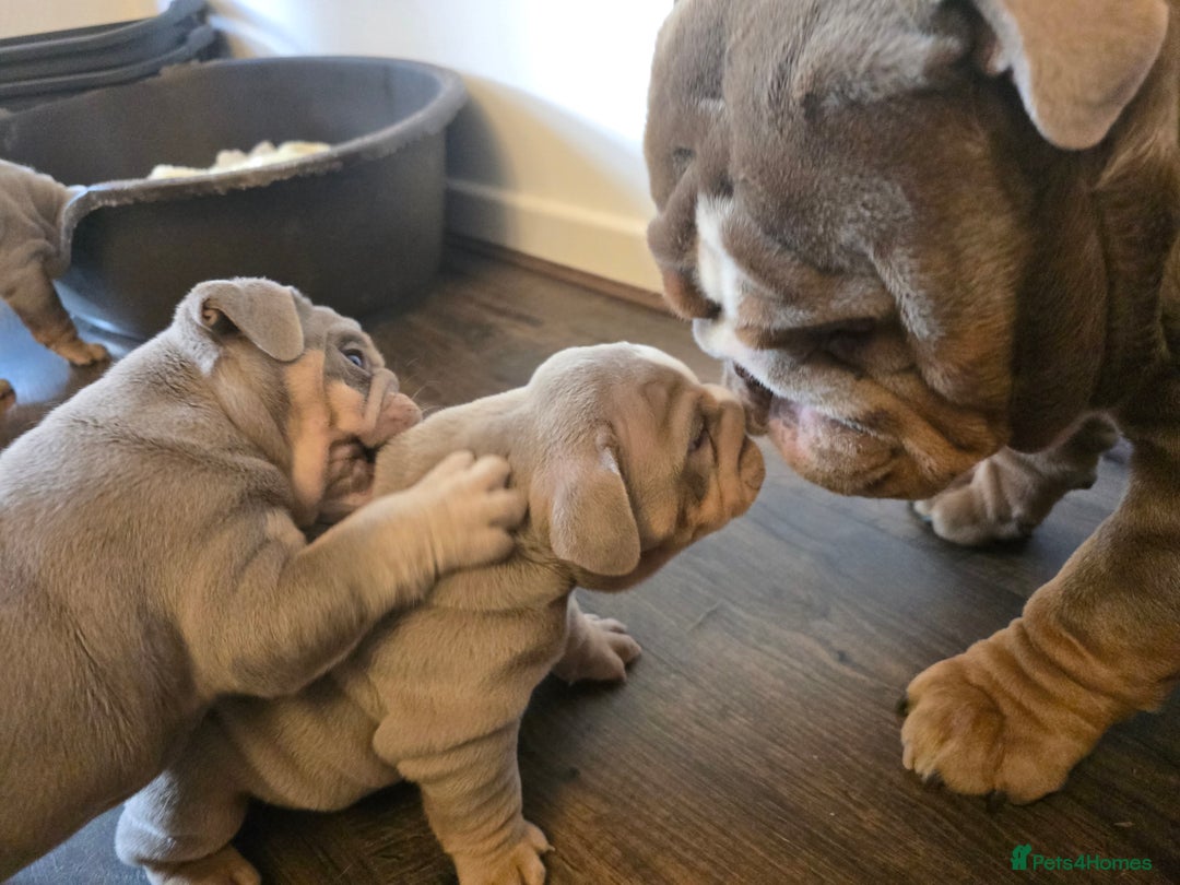 English Bulldog dogs for stud: English Bulldog Stud - Image 13