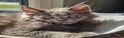 Maine Coon cats for sale: Maine coon kittens  - Advert 10