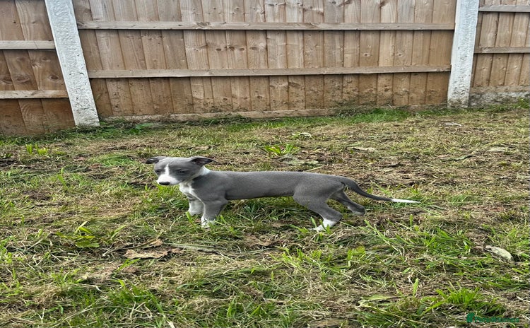 Whippet dogs - Advert 1