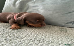 Miniature Dachshund dogs for sale: Mini Dachshund puppies   - Image 6
