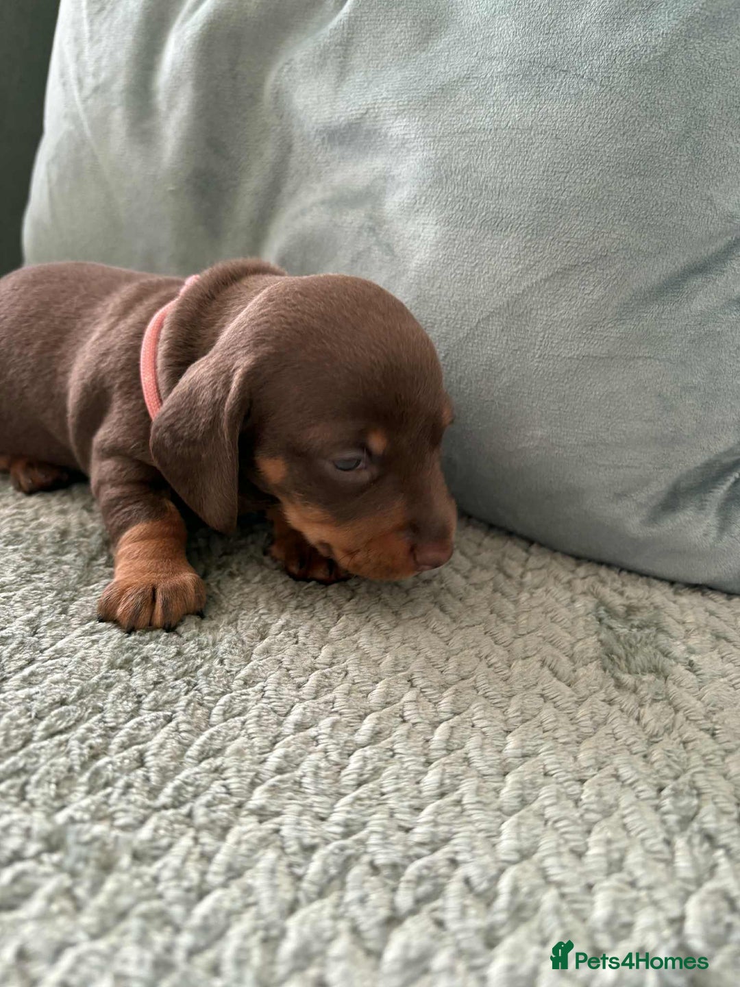 Miniature Dachshund dogs for sale: Mini Dachshund puppies   - Image 6