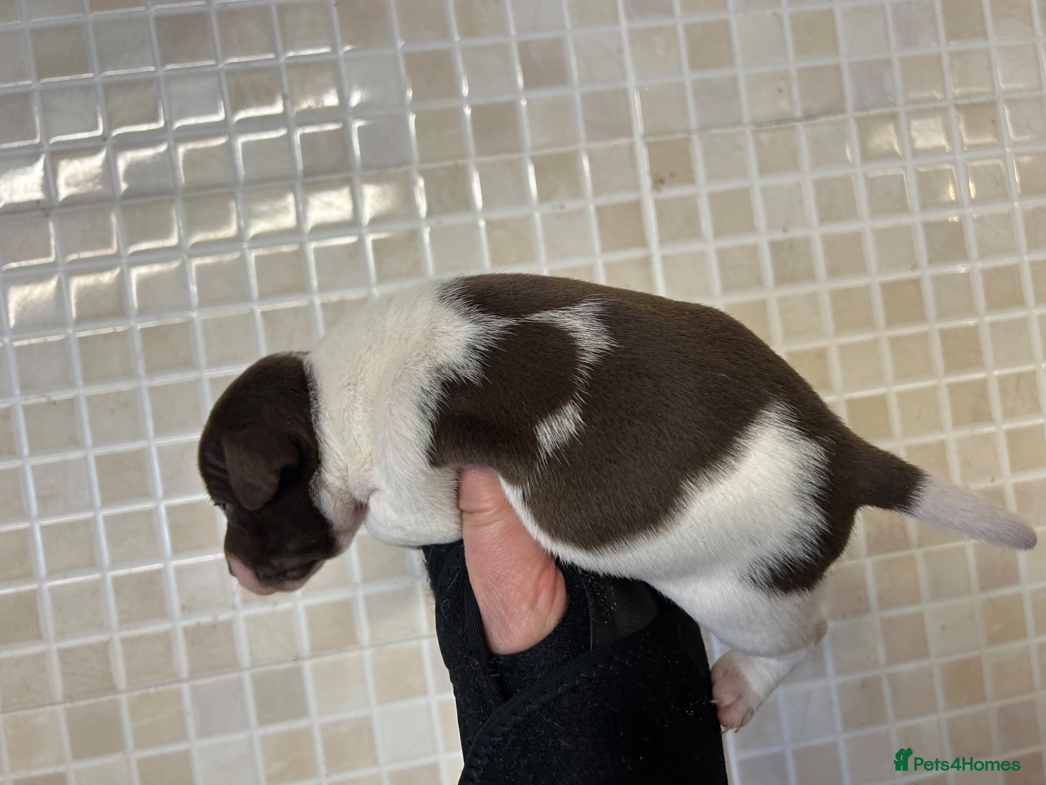 Jack Russell dogs Jack Russell puppies ready now - Advert 2