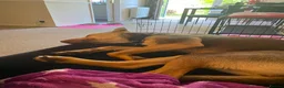 Mixed Breed dogs for adoption: Could You Be the One Valentina Needs? in Ipswich - Advert 5