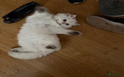 British Longhair cats for sale: British Longair and Shorthair Kittens for sale - Image 10