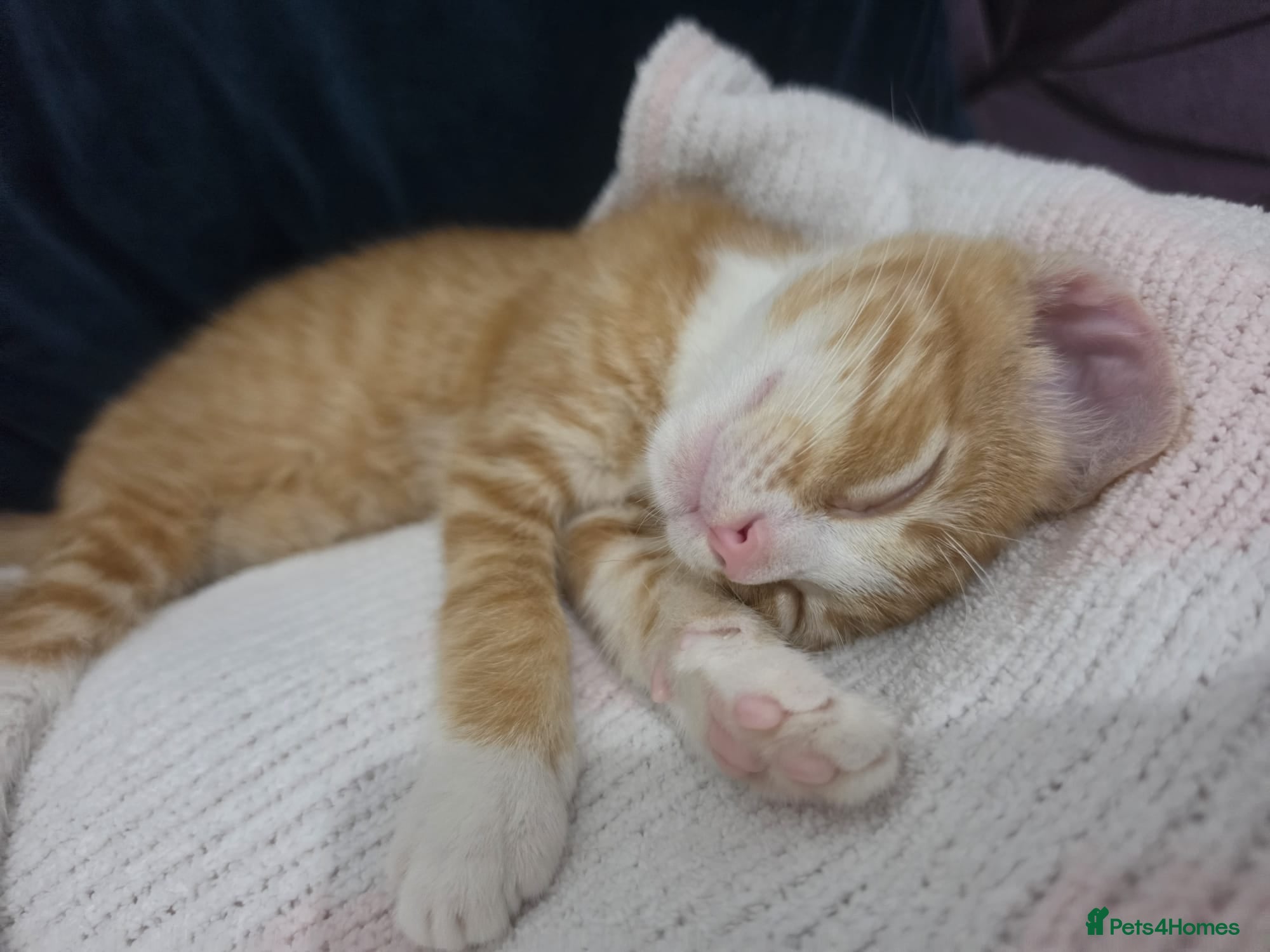 Mixed Breed cats Kitten - Advert 2