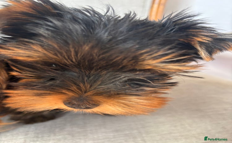 Yorkshire Terrier dogs - Advert 1
