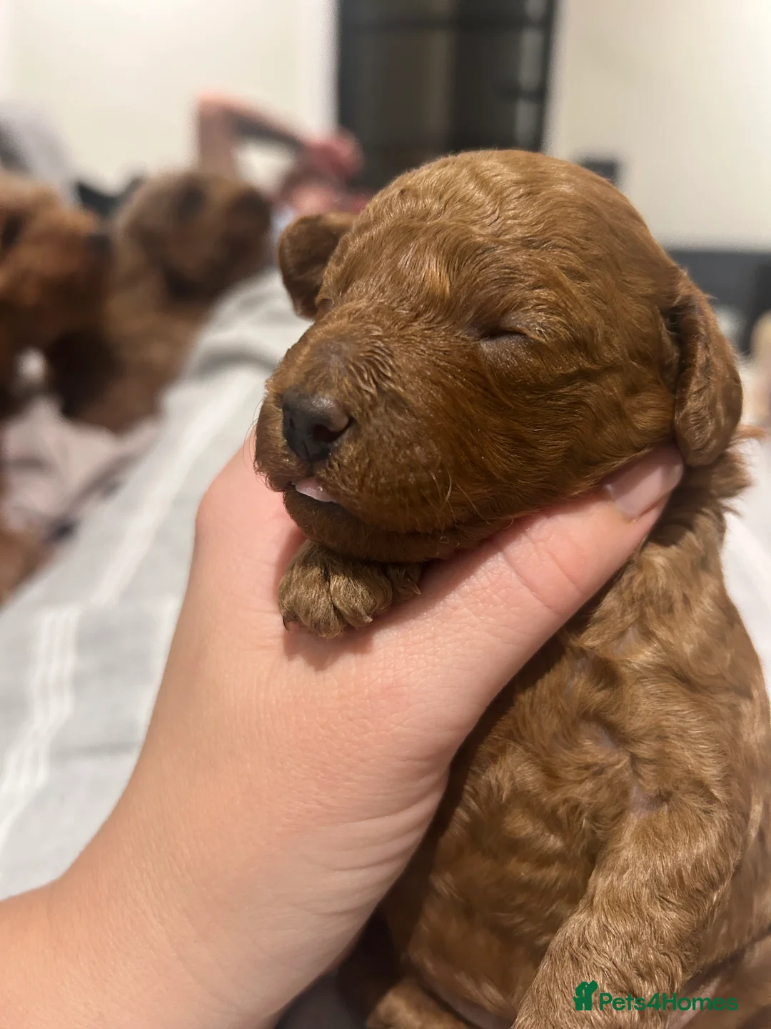 Cockapoo dogs for sale: Red f2b Cockapoo Pups  - Advert 10