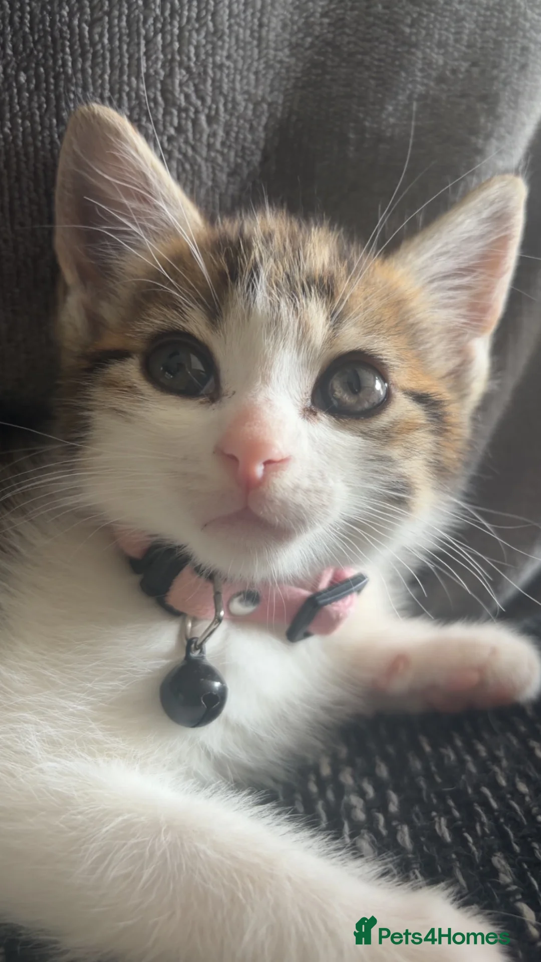 Mixed Breed cats for sale: Scar  - Advert 2