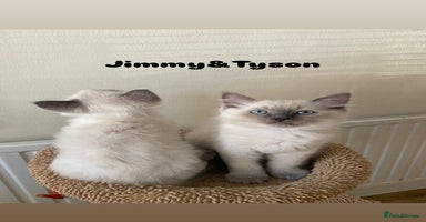 Ragdoll cats - Advert 6