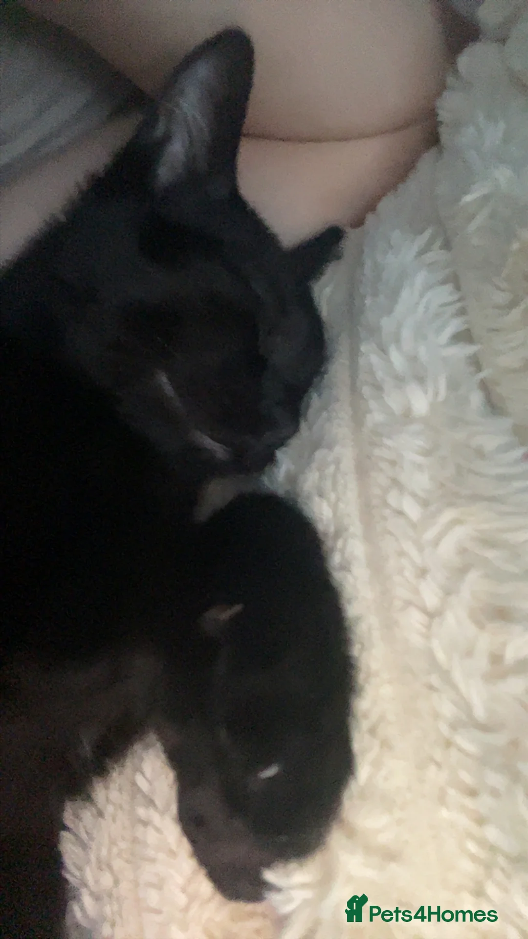 Domestic Shorthair cats for sale: Kitten name is Mavis  in Liverpool - Advert 1