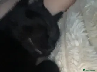 Domestic Shorthair cats Kitten name is Mavis - Advert 3