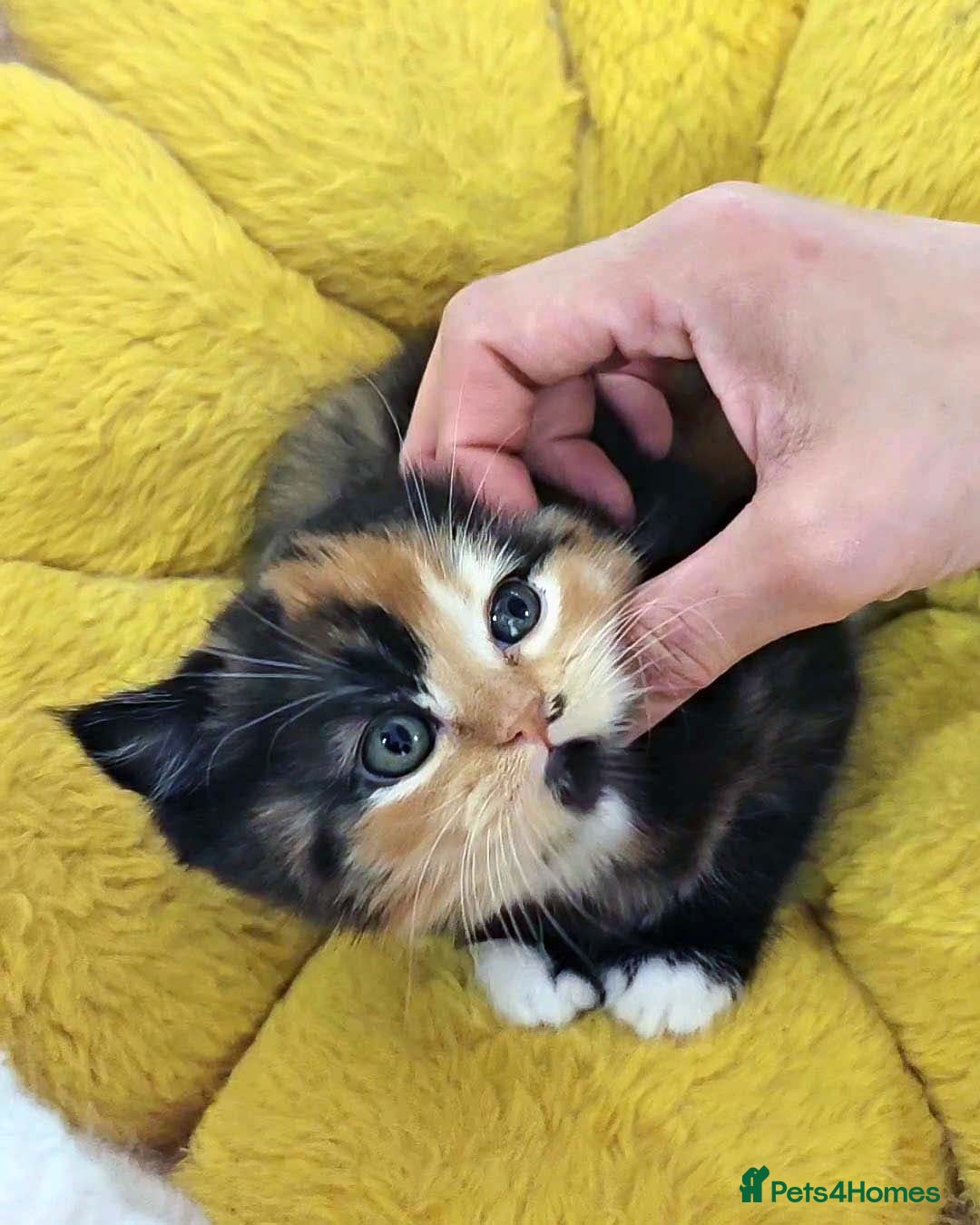 British Shorthair cats for sale: Lovely BSH/BLH Kittens Ready For New Home - Advert 30