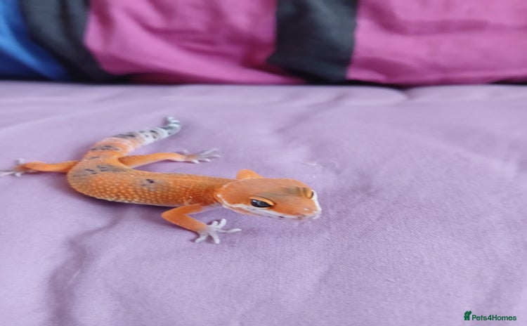 Leopard Gecko reptiles in Rochester - Advert 1