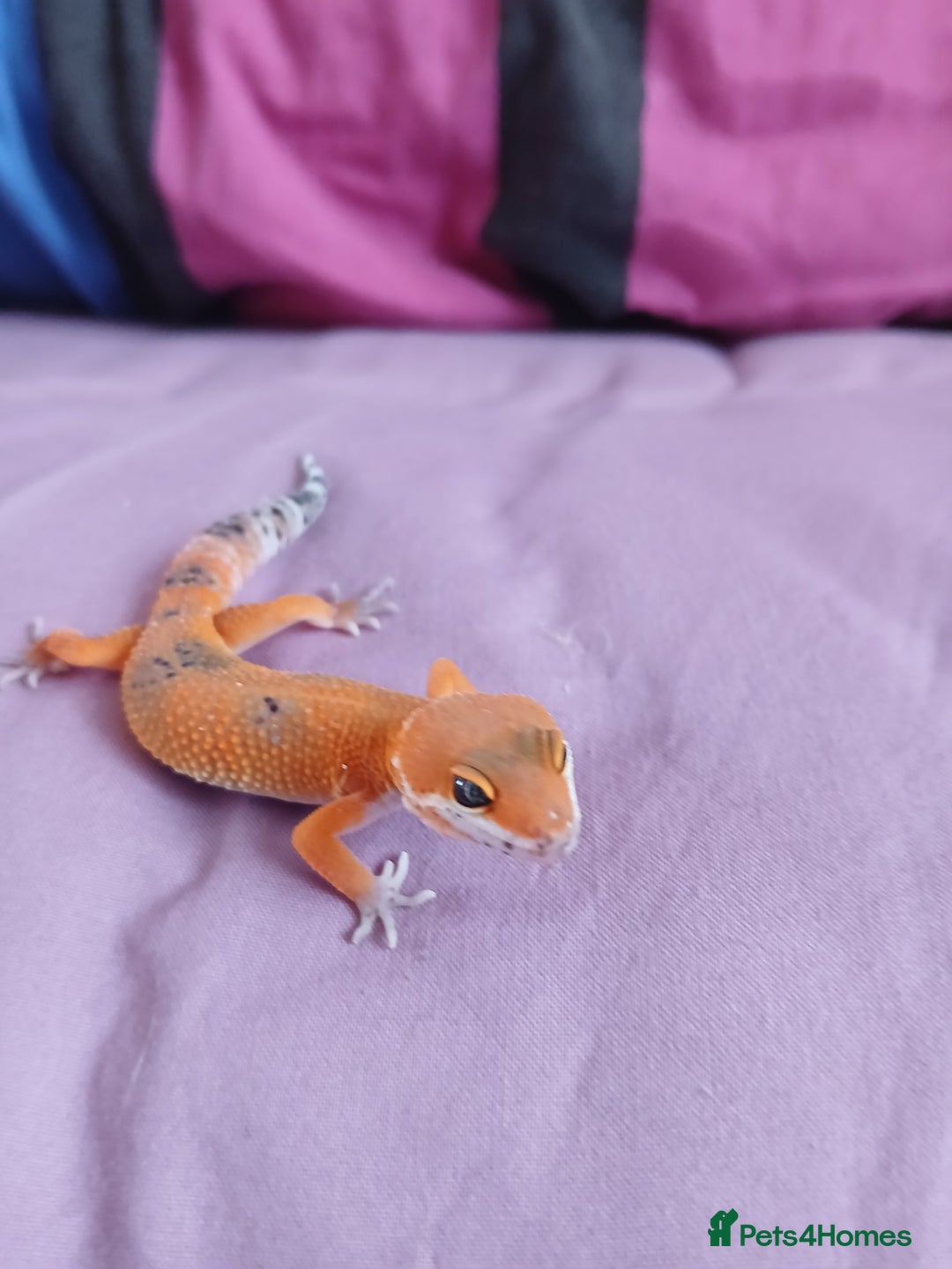 Leopard Gecko reptiles for sale: Baby's leopard geckos  in Rochester - Image 1