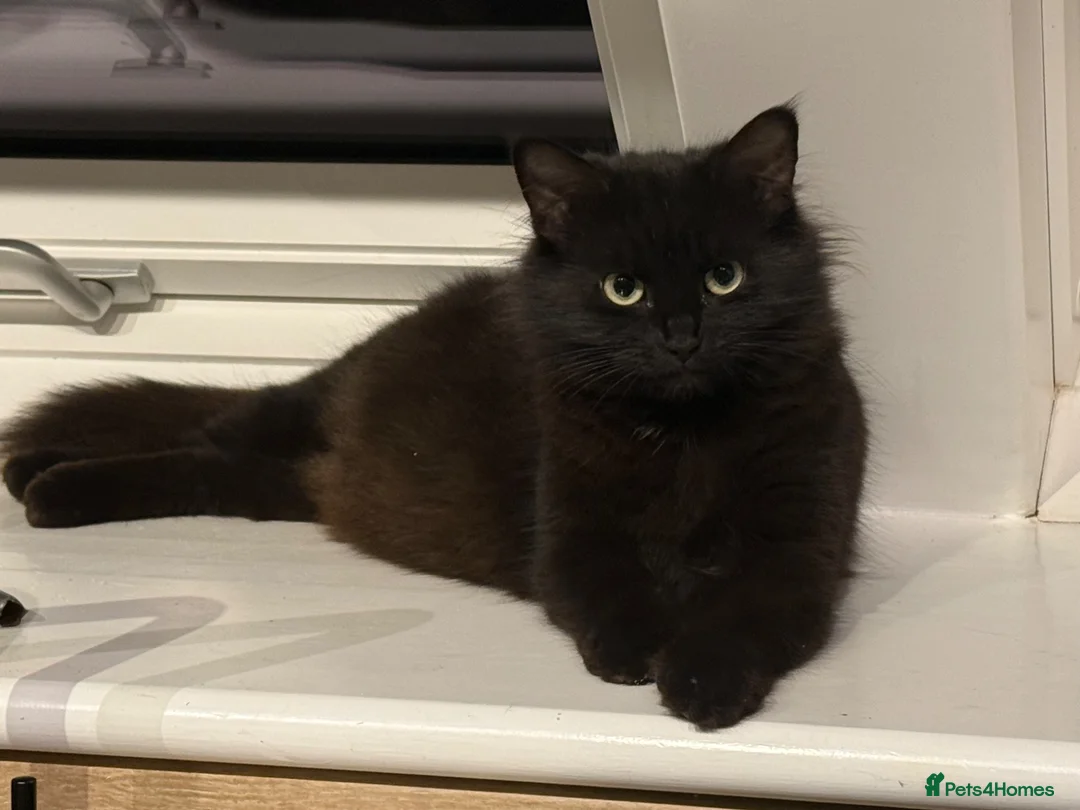 Mixed Breed cats for sale: Mixed breed kittens  - Advert 1