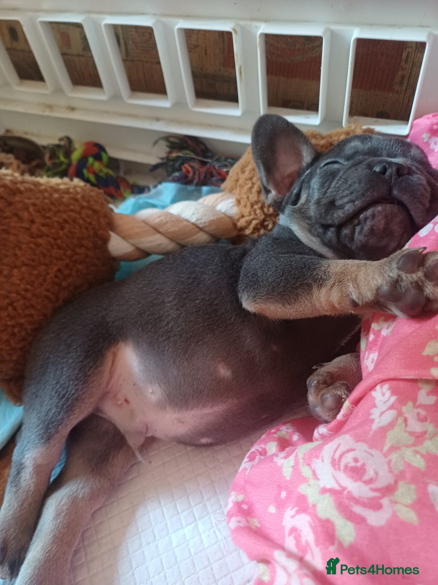 French Bulldog dogs 2 beautiful pups left male/female  - Advert 7