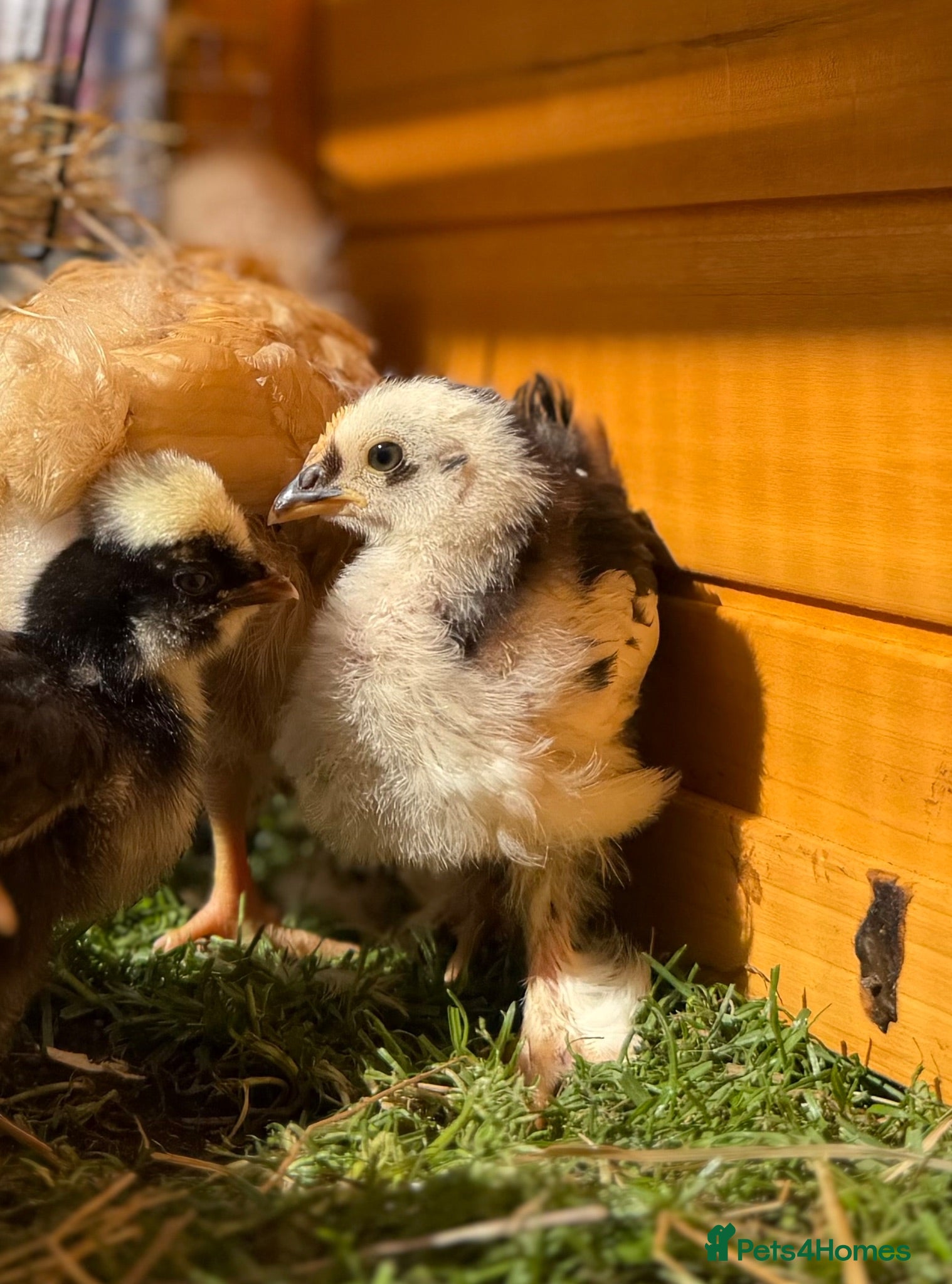 Chickens poultry Pekin bantams - Advert 8