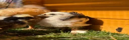 Chickens poultry for sale: Pekin bantams - Advert 1