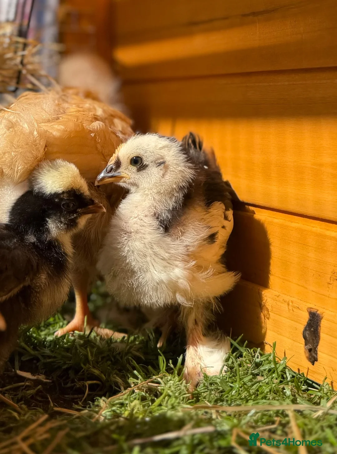 Chickens poultry for sale: Pekin bantams - Advert 1